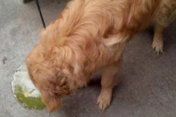 狗细小病毒是怎么引起的，主要还是通过接触传播的