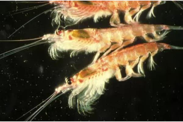 磷虾和虾皮的区别,种类和分布地区均不同