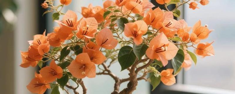 三角梅不开花怎么办，合理施肥才能正常生长