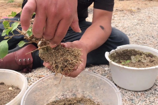 三角梅不开花怎么办，合理施肥才能正常生长