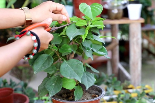 三角梅不开花怎么办，合理施肥才能正常生长