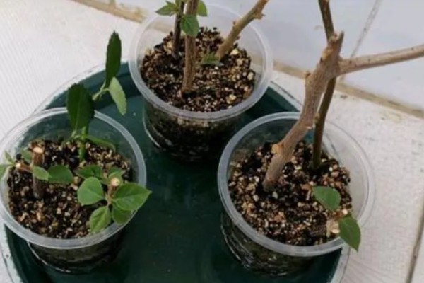 三角梅不开花怎么办，合理施肥才能正常生长