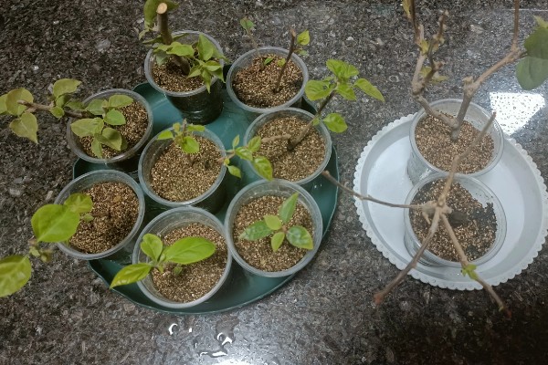 三角梅不开花怎么办，合理施肥才能正常生长