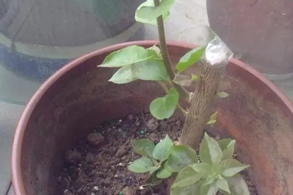 三角梅不开花怎么办，合理施肥才能正常生长