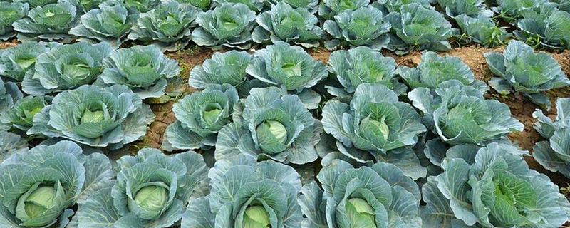 甘蓝的种植技术，春季和秋季均可播种