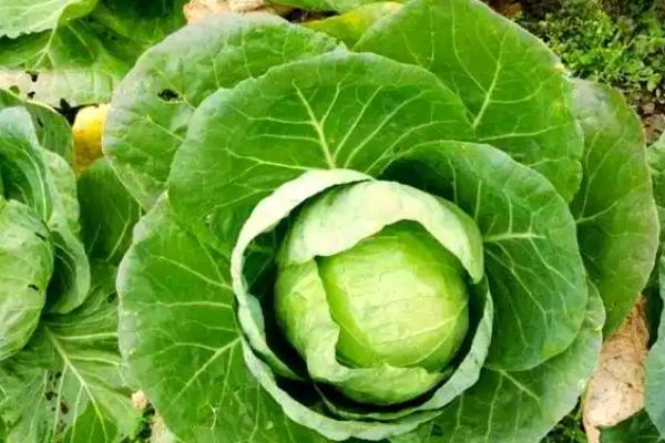 甘蓝的种植技术，春季和秋季均可播种