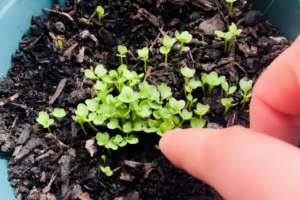 甘蓝的种植技术，春季和秋季均可播种