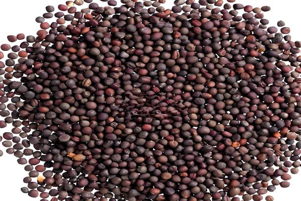 甘蓝的种植技术，春季和秋季均可播种