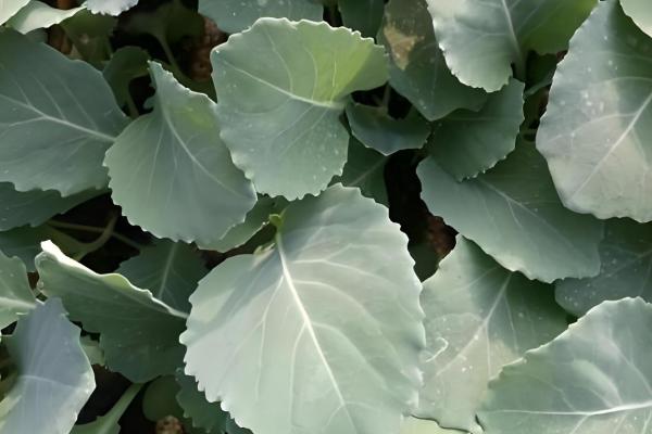 甘蓝的种植技术，春季和秋季均可播种