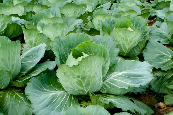 甘蓝的种植技术，春季和秋季均可播种