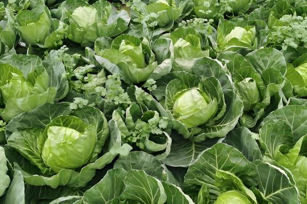 甘蓝的种植技术，春季和秋季均可播种