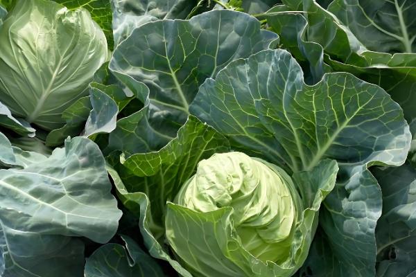 甘蓝的种植技术，春季和秋季均可播种