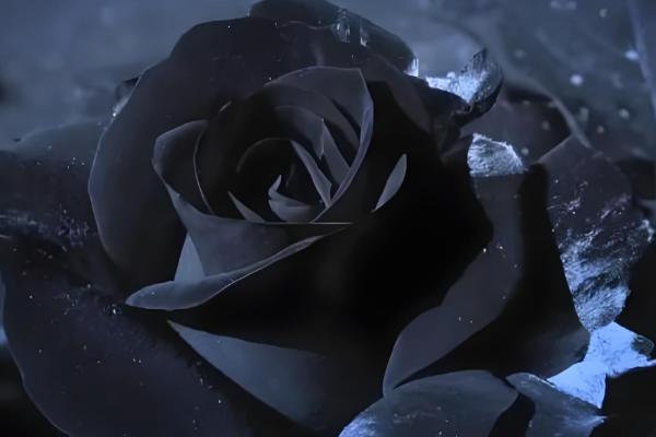 玫瑰有什么花语，不同颜色代表的含义有区别