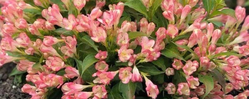花叶锦带怎么养殖，春秋冬三季给予全天候的光照