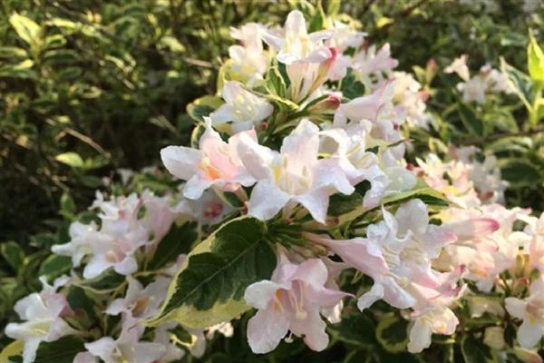 花叶锦带怎么养殖,春秋冬三季给予全天候的光照