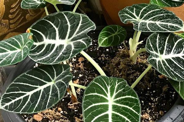 黑天鹅海芋叶片产生黄斑的原因，可能是缺光、灰尘过多等因素引起