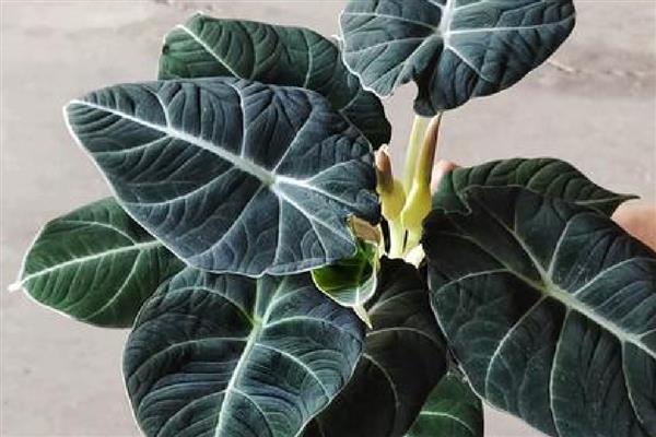 黑天鹅海芋叶片产生黄斑的原因，可能是缺光、灰尘过多等因素引起