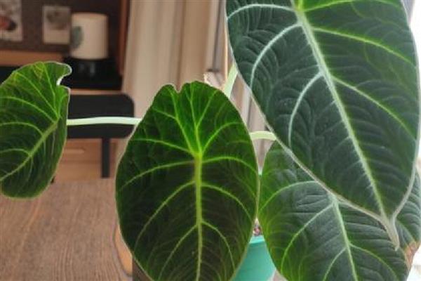 黑天鹅海芋叶片产生黄斑的原因，可能是缺光、灰尘过多等因素引起