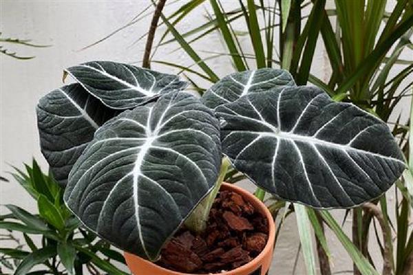 黑天鹅海芋叶片产生黄斑的原因，可能是缺光、灰尘过多等因素引起