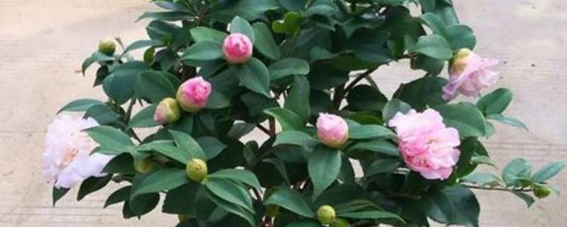 山茶花的浇水间隔，春秋季节每隔2-3天浇一次