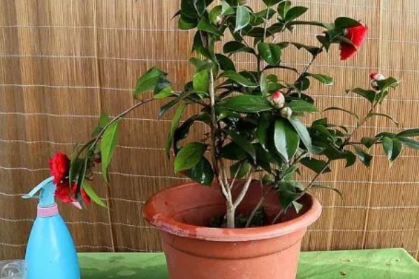 山茶花的浇水间隔，春秋季节每隔2-3天浇一次