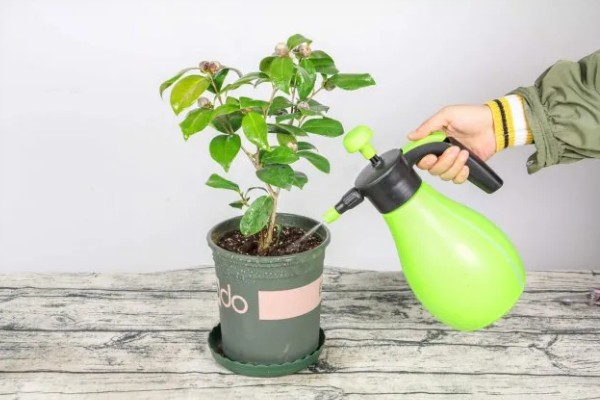 山茶花的浇水间隔，春秋季节每隔2-3天浇一次