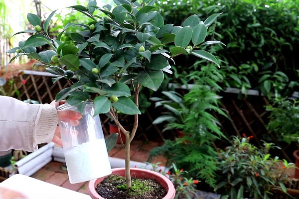 山茶花的浇水间隔，春秋季节每隔2-3天浇一次