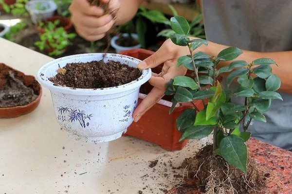 山茶花的浇水间隔，春秋季节每隔2-3天浇一次