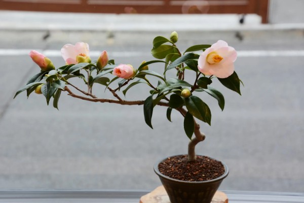 山茶花的浇水间隔，春秋季节每隔2-3天浇一次