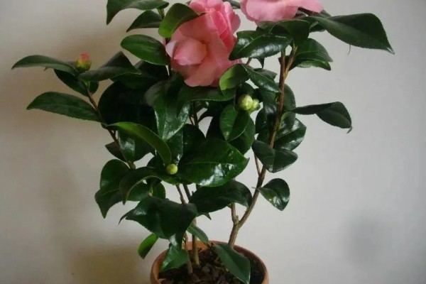 山茶花的浇水间隔，春秋季节每隔2-3天浇一次