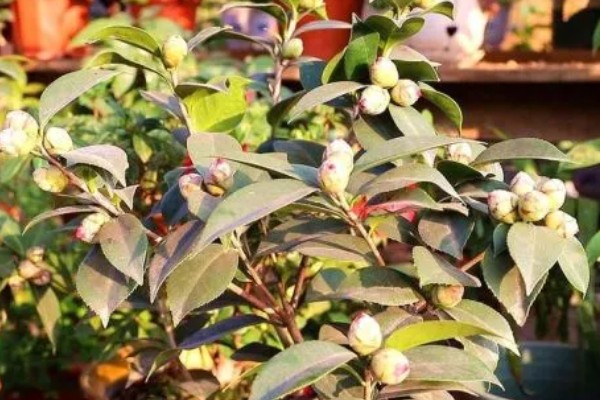 山茶花的浇水间隔，春秋季节每隔2-3天浇一次