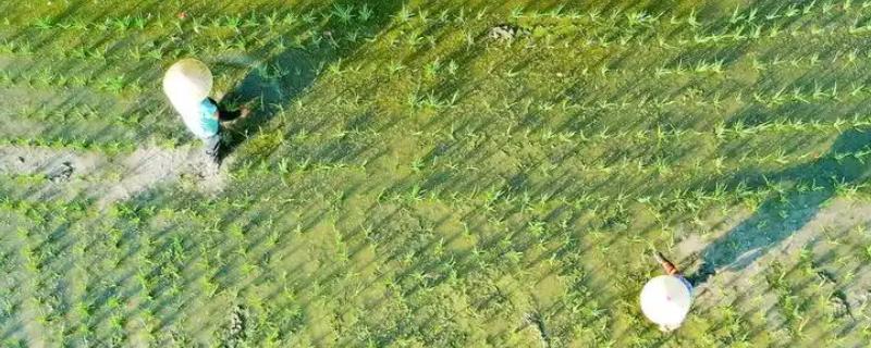 五氟磺草胺可以除什么草，可以防治稗草、鸭舌草等