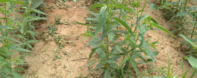 桃树苗适合在几月种植，春季或秋季均可种植