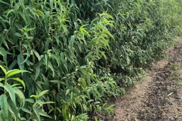 桃树苗适合在几月种植,春季或秋季均可种植