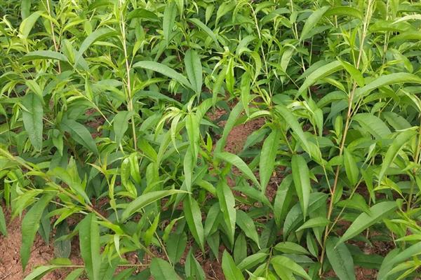 桃树苗适合在几月种植,春季或秋季均可种植