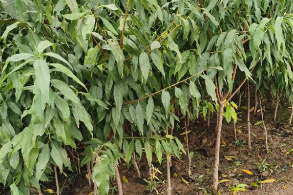 桃树苗适合在几月种植,春季或秋季均可种植