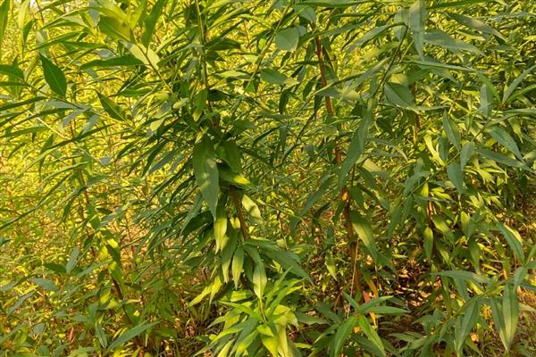 桃树苗适合在几月种植,春季或秋季均可种植