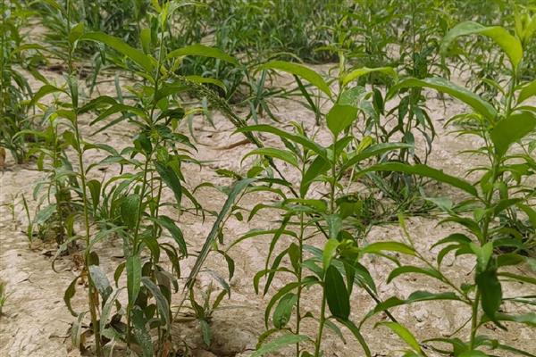 桃树苗适合在几月种植,春季或秋季均可种植