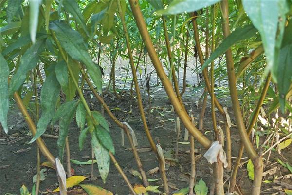 桃树苗适合在几月种植,春季或秋季均可种植