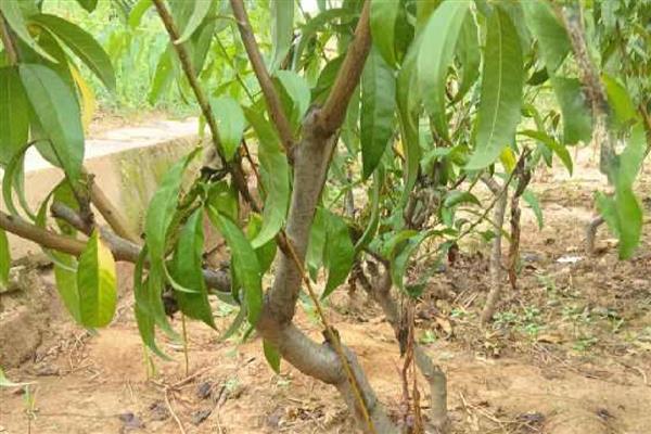 桃树苗适合在几月种植,春季或秋季均可种植