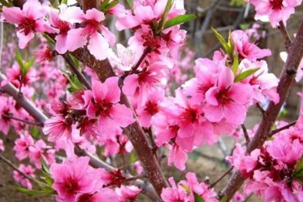 桃花的寓意,寓意大展宏图、爱的俘虏等