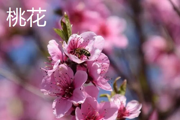 桃花的寓意,寓意大展宏图、爱的俘虏等
