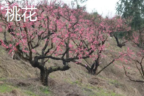 桃花的寓意,寓意大展宏图、爱的俘虏等