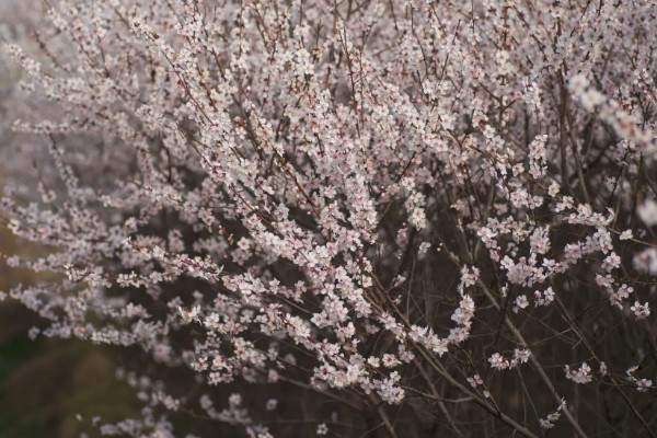 桃花的寓意,寓意大展宏图、爱的俘虏等