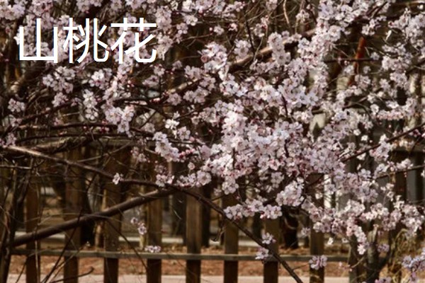 桃花的寓意,寓意大展宏图、爱的俘虏等
