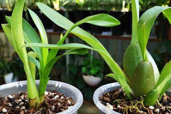 文心兰如何施肥，幼苗阶段在土壤中加入一些基肥即可