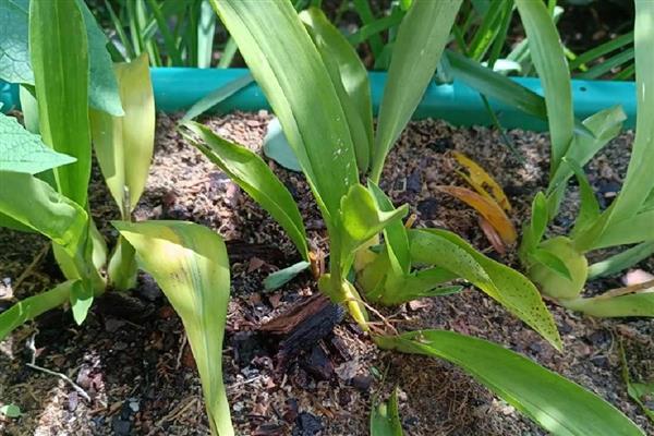 文心兰如何施肥，幼苗阶段在土壤中加入一些基肥即可