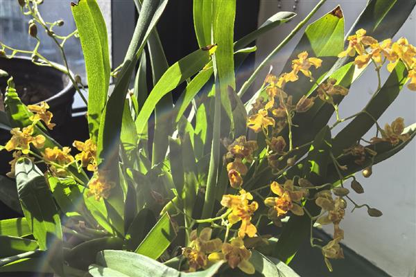 文心兰如何施肥，幼苗阶段在土壤中加入一些基肥即可