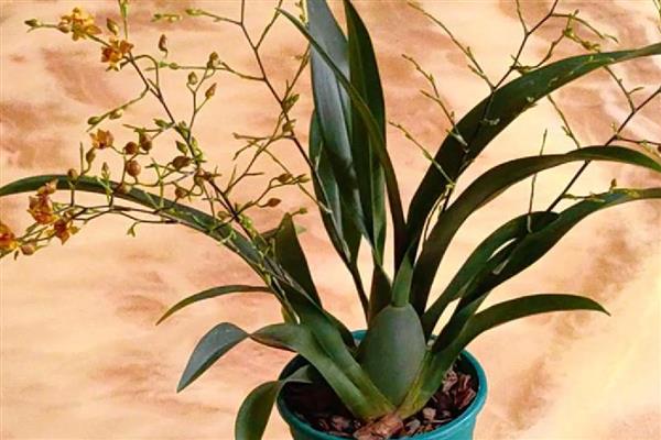 文心兰如何施肥，幼苗阶段在土壤中加入一些基肥即可