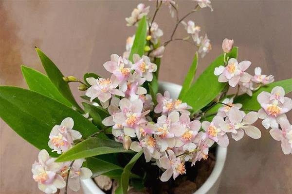 文心兰如何施肥，幼苗阶段在土壤中加入一些基肥即可